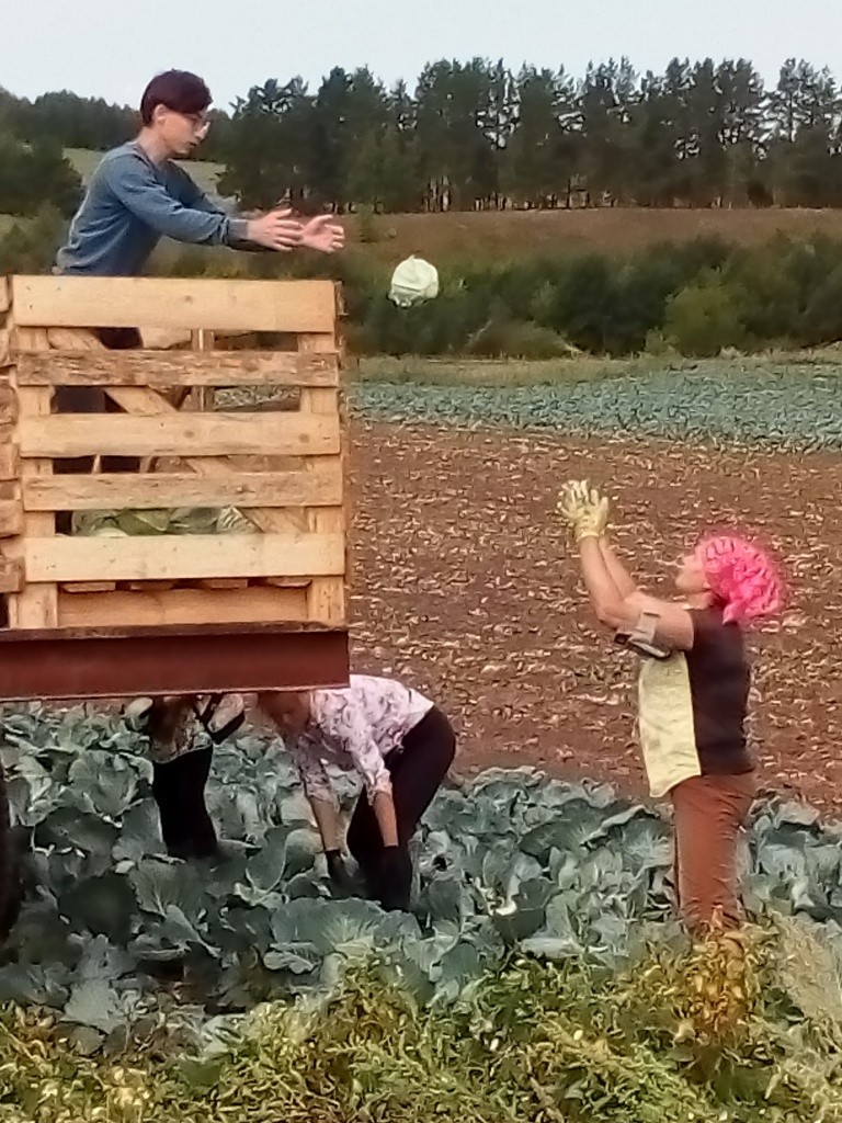 Погрузка капусты.jpg