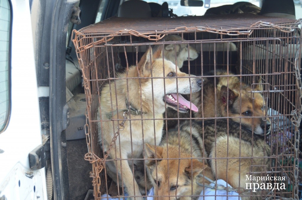 Отловленных собак ждет двухнедельная жизнь в приюте, а потом они вновь выйдут на свободу..jpg