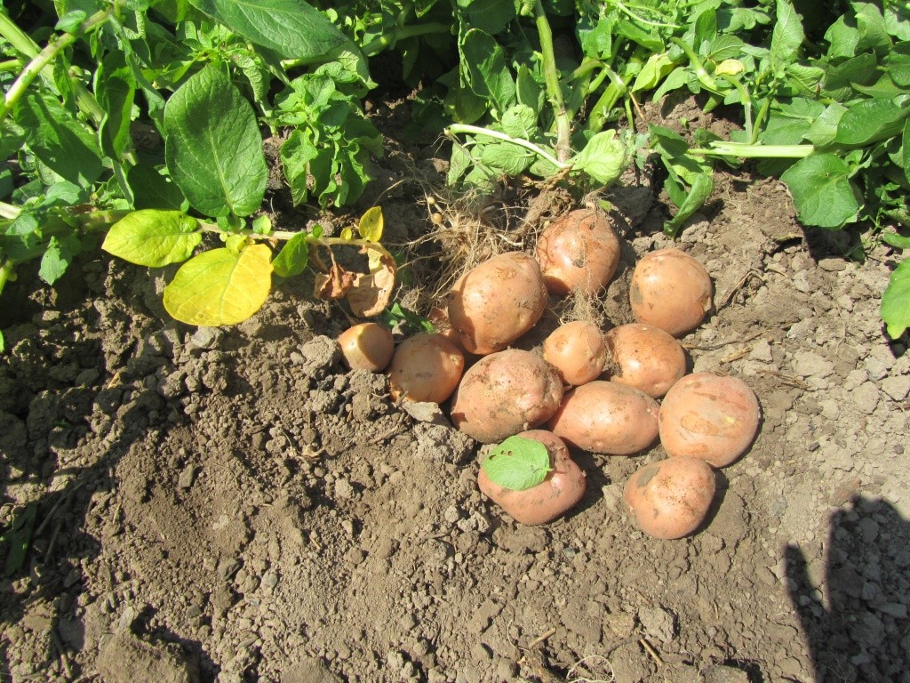Картошка как на подбор.JPG