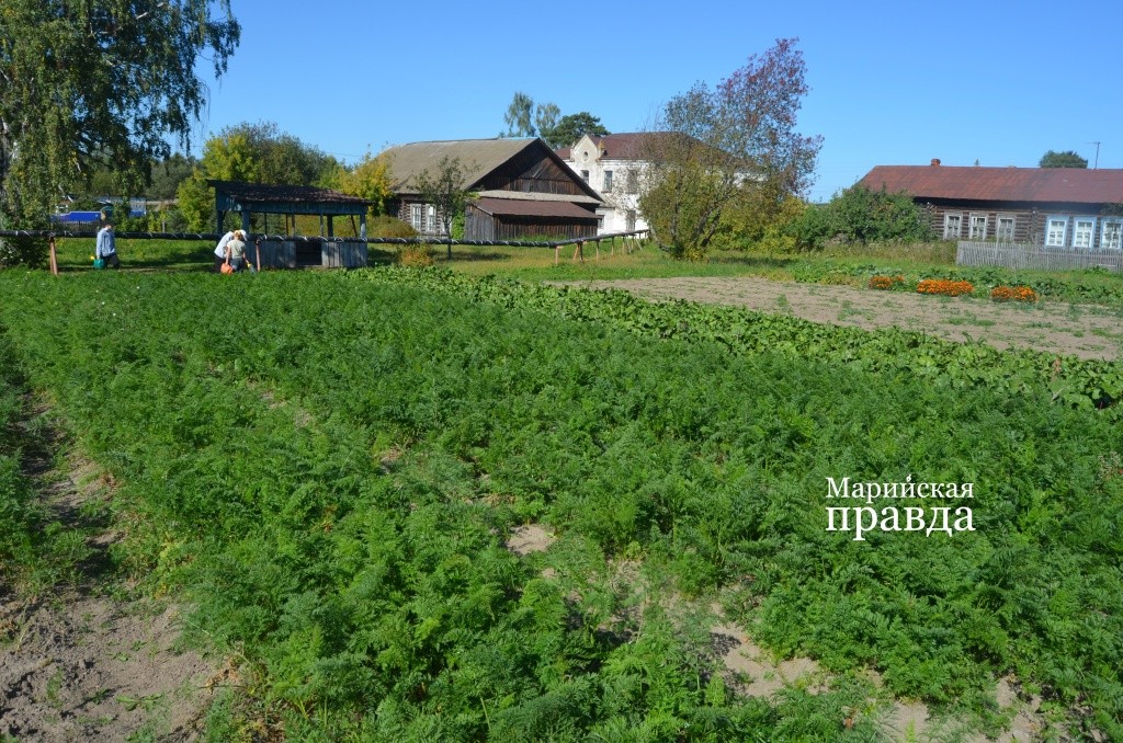 Морковь и свекла пойдут на обеды детей в школьной столовой. Морковь и свекла пойдут на обеды детей в школьной столовой..jpg