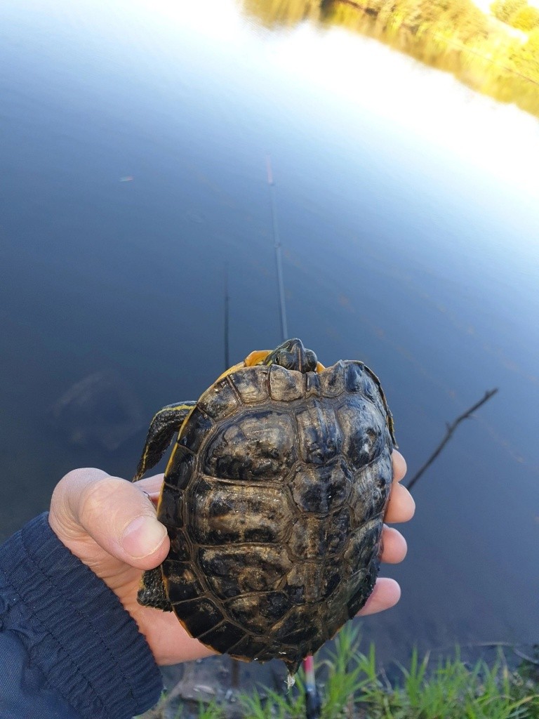 Проголодавшись, черепашка позарилась на червя.jpg