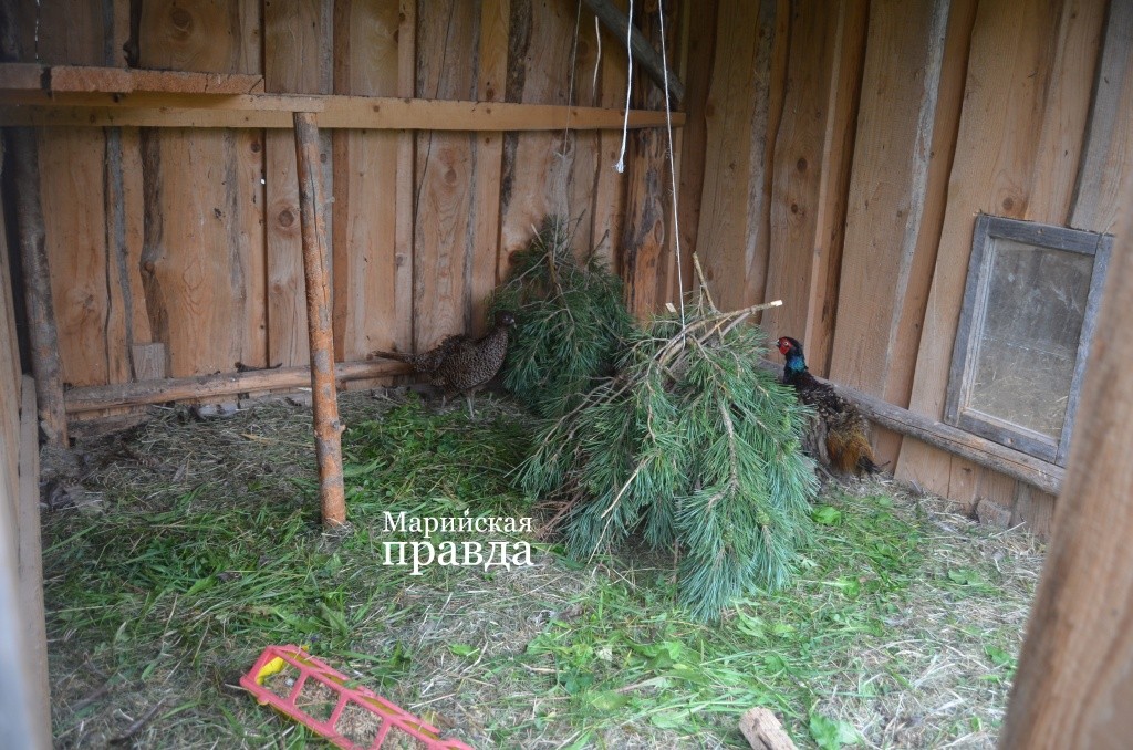 Испугавшись, фазаны прячутся в домики из лапника..jpg