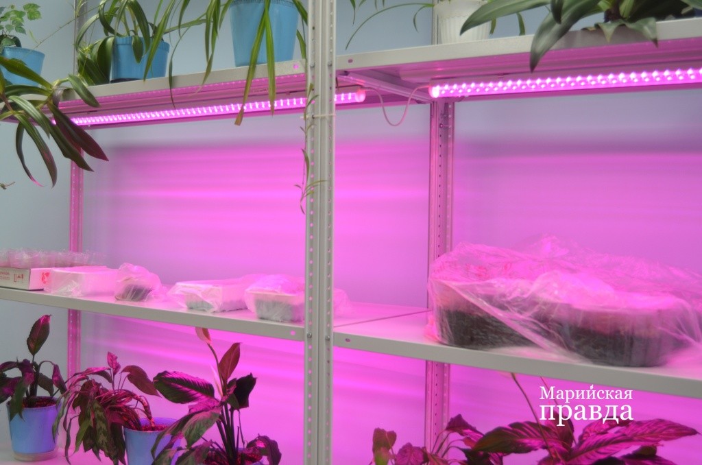 Рассада для трех теплиц растет под фитолампами 1.jpg