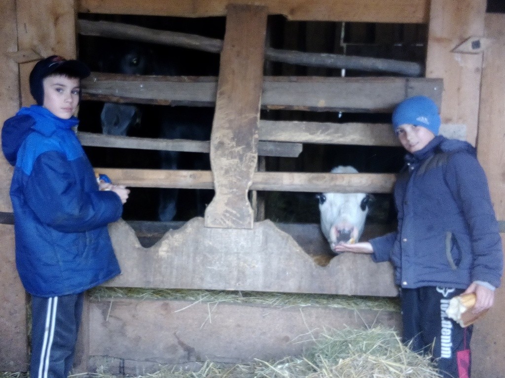 Мальчишки кормят жеребенка и теленка. (Фото предоставлено Анной Потаевой).