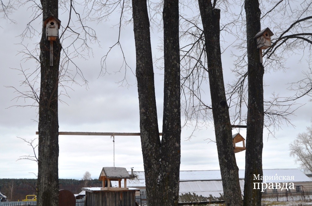 Деревья около школы увешаны скворечниками и кормушками для птиц..jpg