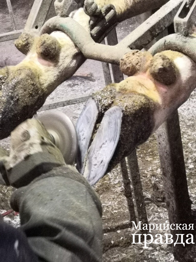 Болгаркой мастер снимает старый ороговевший слой и подрезает копыта..jpg
