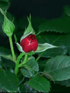 krasnye_rozy_raspuskayutsya.gif
