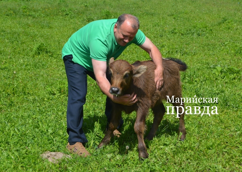 Маленькие буйволята вполне себе ручные..jpg
