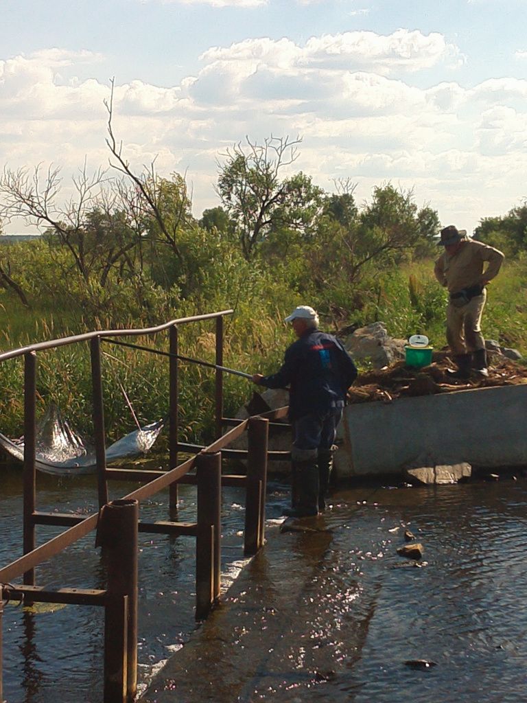 Малька ловить труда не составило