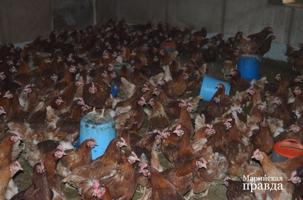 Содержание кур напольное, на свежем сене, никаких клеток..jpg