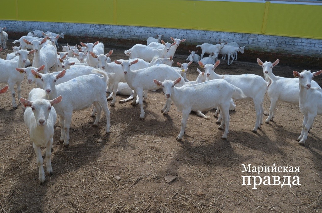 Гордостью Сернурского района является козья ферма(1).jpg