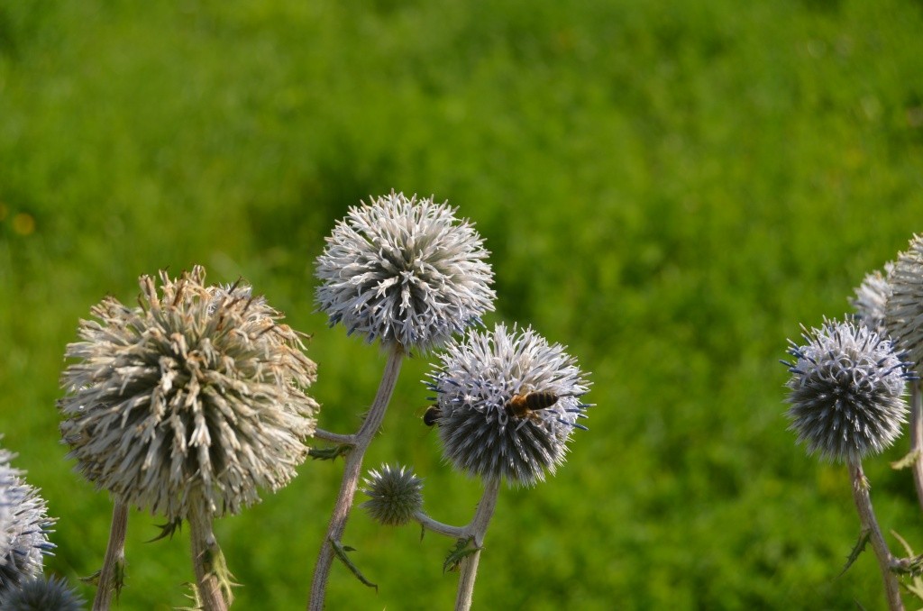 А это шапки мордовника, который считается одним из лучших медоносов.jpg