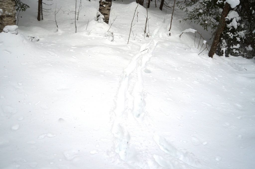 Здесь прошел лось - след совсем свежий.JPG