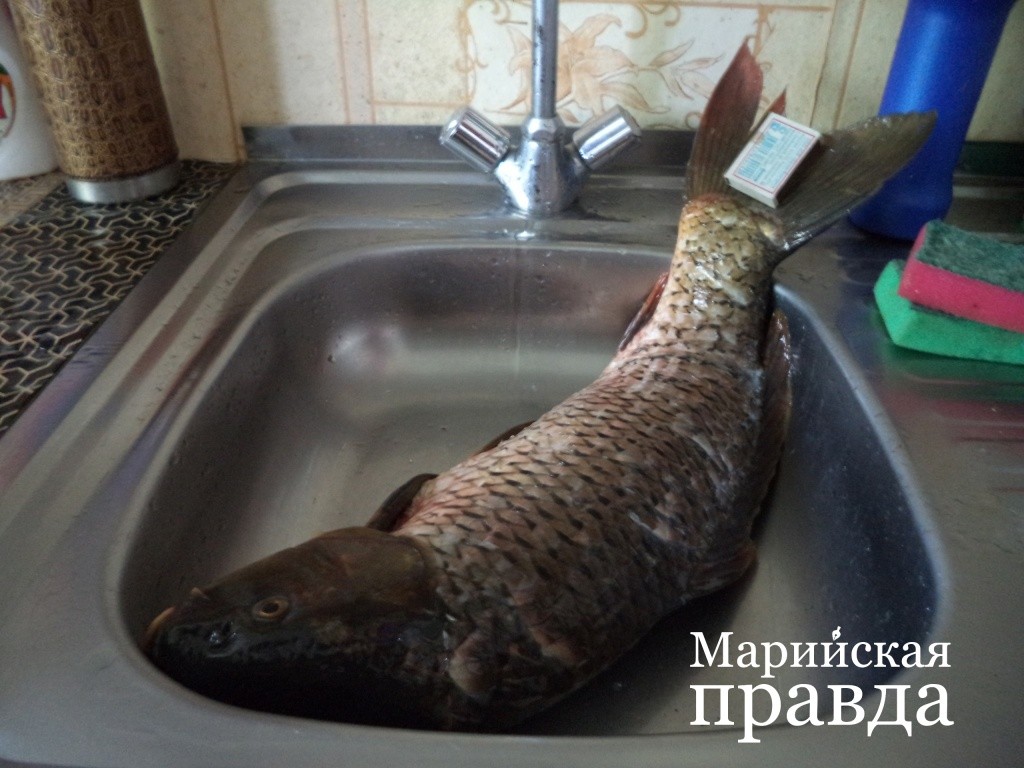 Эктор удачливый рыбак..jpg