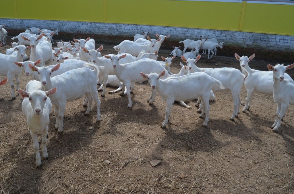 Здешние козочки просто красавицы.JPG