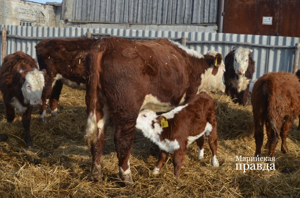 Малыш времени зря не теряет..jpg