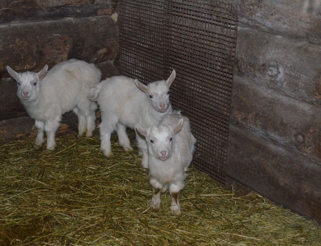 Фермеры с нетерпением ждут окотов- тогда в их хозяйстве появится первое молоко.JPG