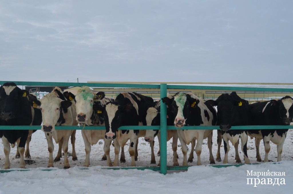 Сейчас по плану у буренок прогулка.jpg