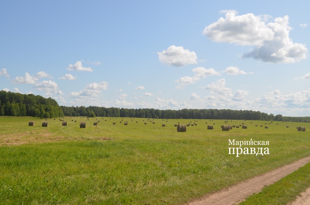 Судя по количеству 350-килограммовых рулонов, понятно, что травостой здесь был очень хороший 1.jpg