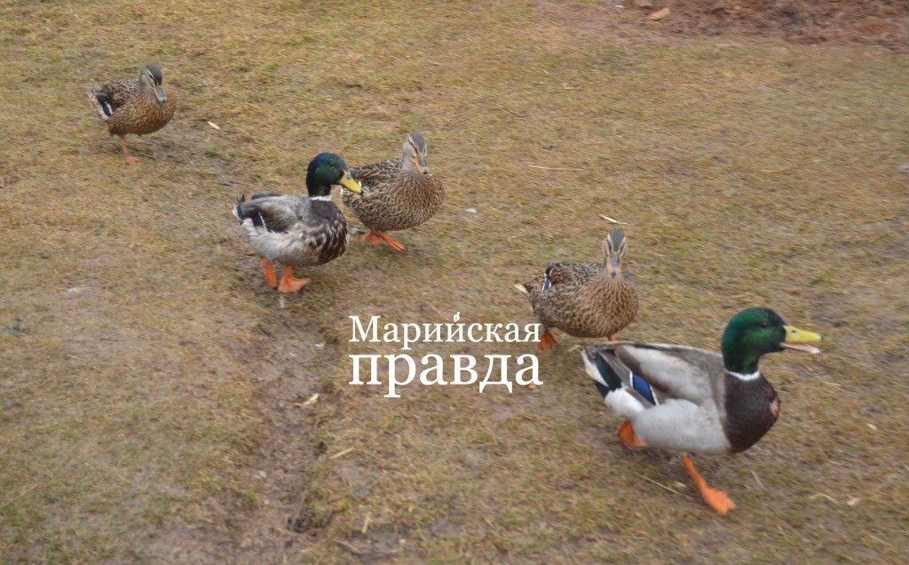 Селезни, конечно, более нарядные, чем уточки. Селезни, конечно, более нарядные, чем уточки 1.jpg