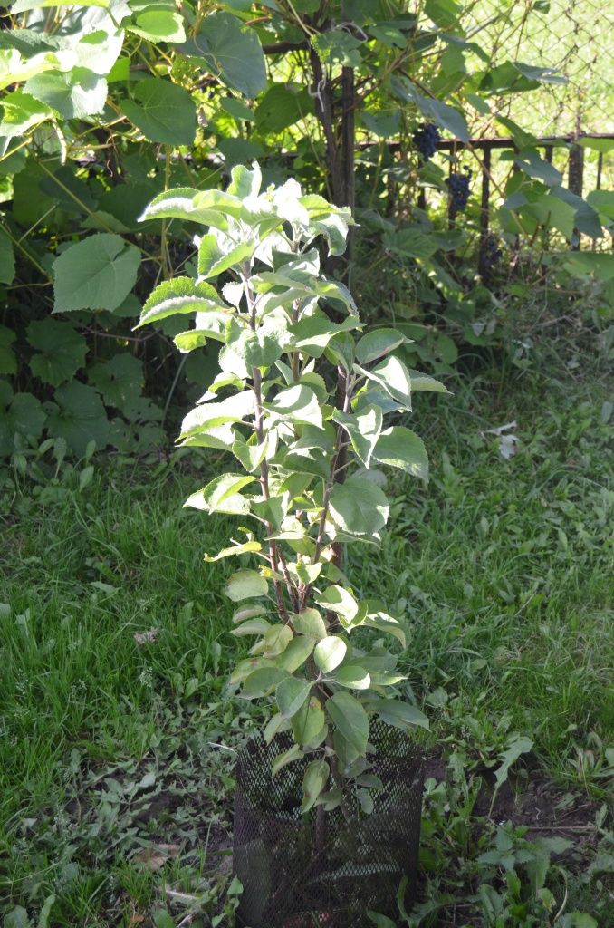 На смену старым огромным яблоням пришли колонны.JPG