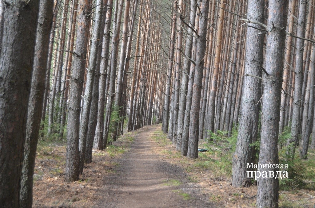 Круглый год Чемеков ухаживает за трассой в родной деревне. Нынче за лето косил четыре раза.1.jpg