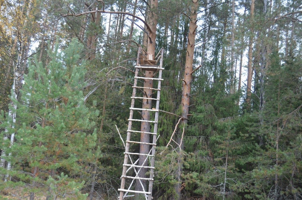 Около овсяных полей охотники устраивают засидки.JPG