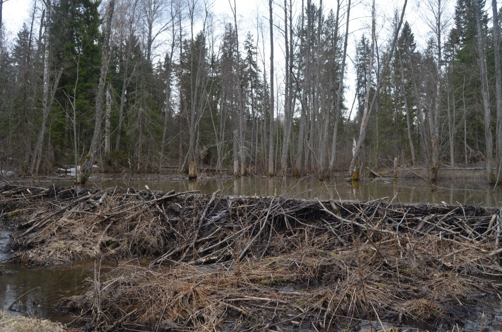 Исток Немды превратился в край бобриных плотин.jpg