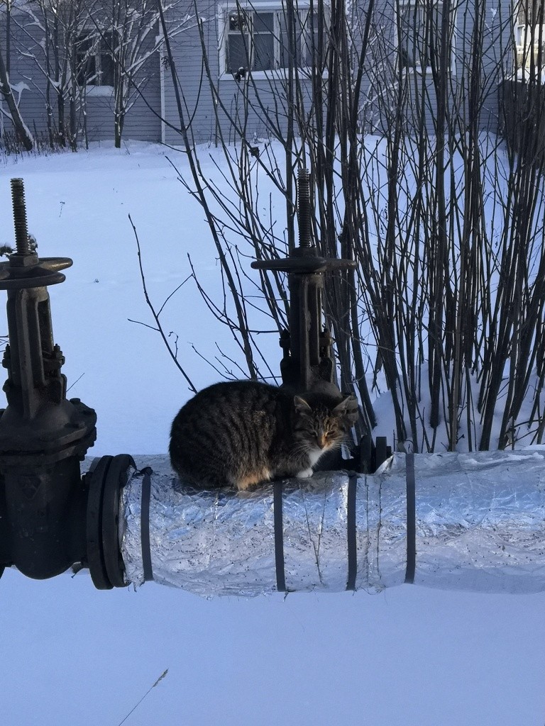 Нашла самое теплое местечко.jpg