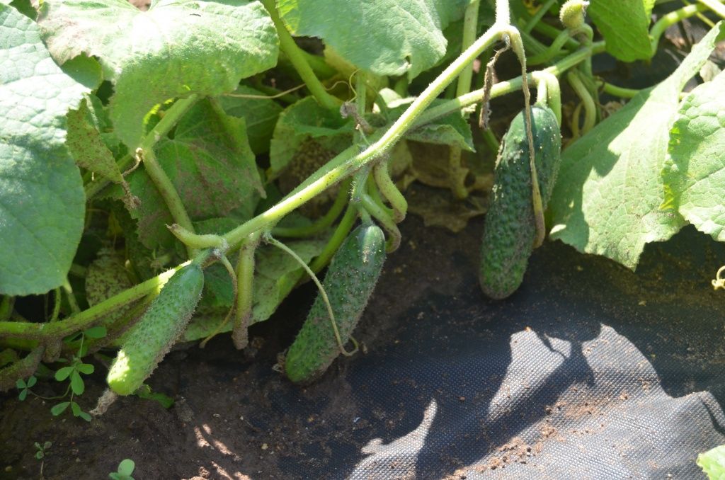 Папа, мама и я.JPG