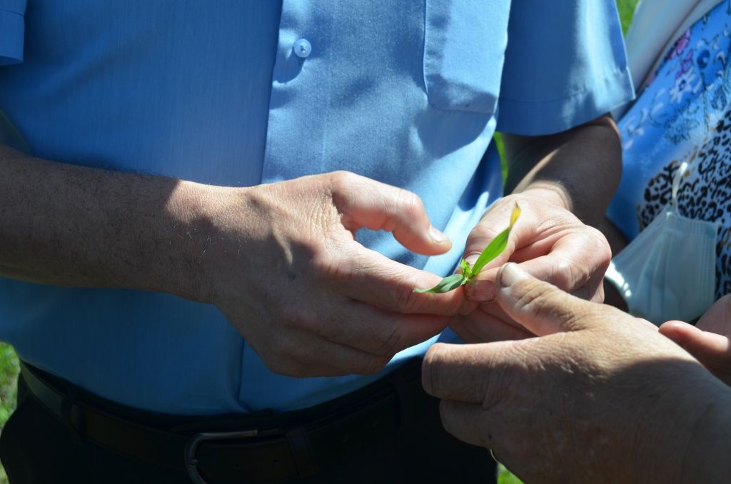 Визуальный осмотр растения много чего может рассказать специалисту.JPG