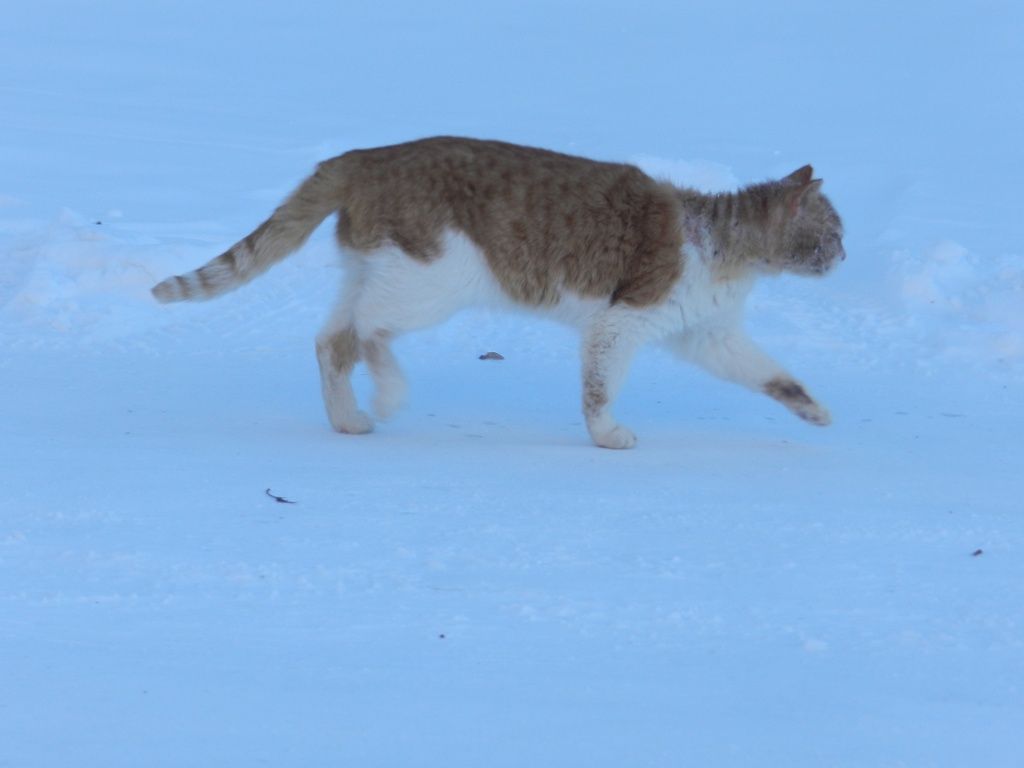поселок Советский 