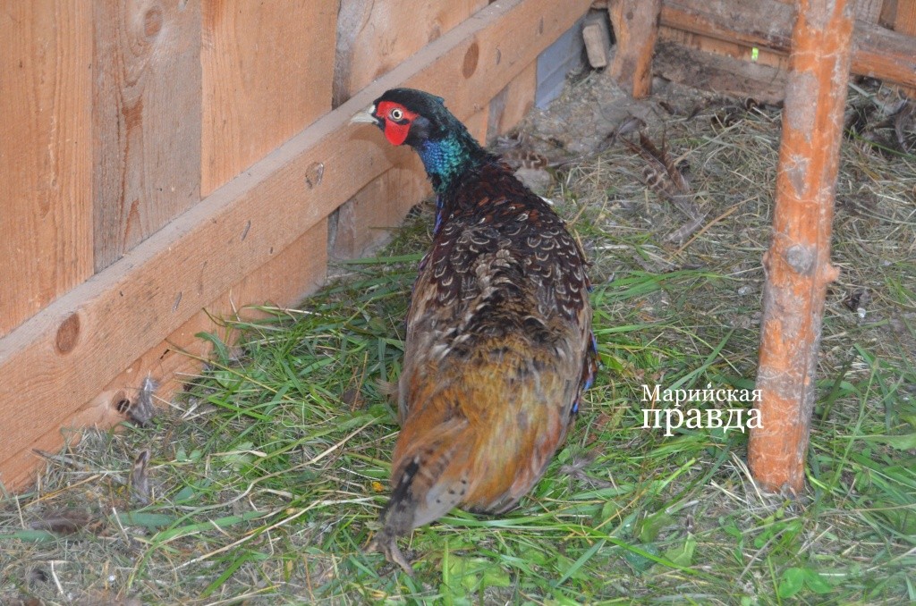 Самцы, конечно красавчики..jpg