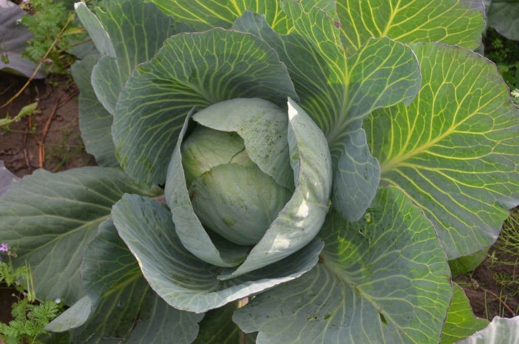 Кочанчики наливаются, но их подстерегает опасность.JPG