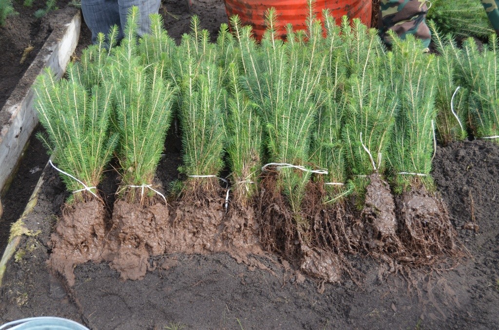Сеянцы ели готовы к поездке на новое место жительства.jpg