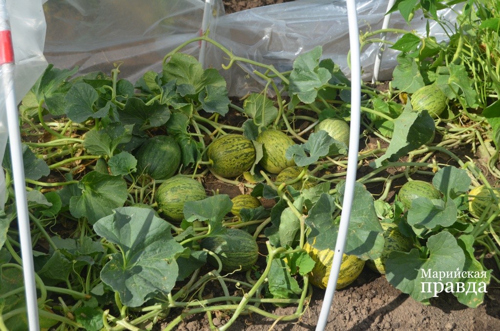 Судя по размеру, бахчевые нынче чувствуют себя очень хорошо..jpg