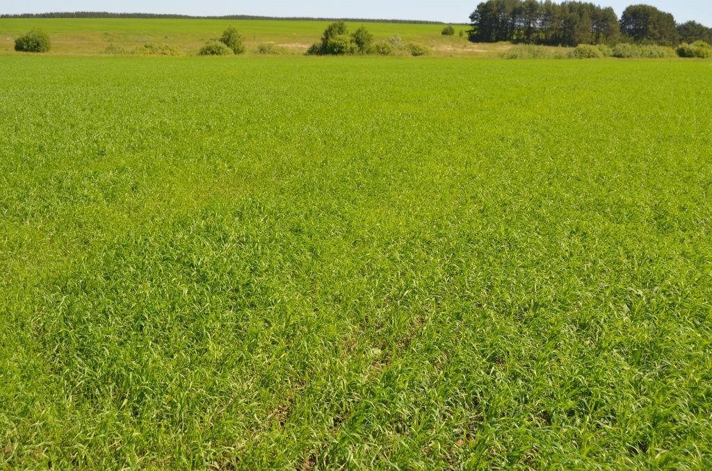 На таких посевах можно получить стопудовый урожай.JPG