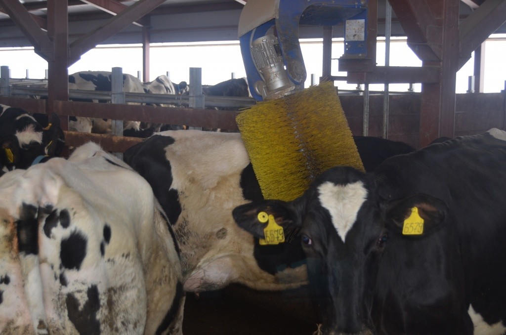 К массажной чесалке буренки выстраиваются в очередь. К массажной чесалке буренки выстраиваются в очередь.jpg