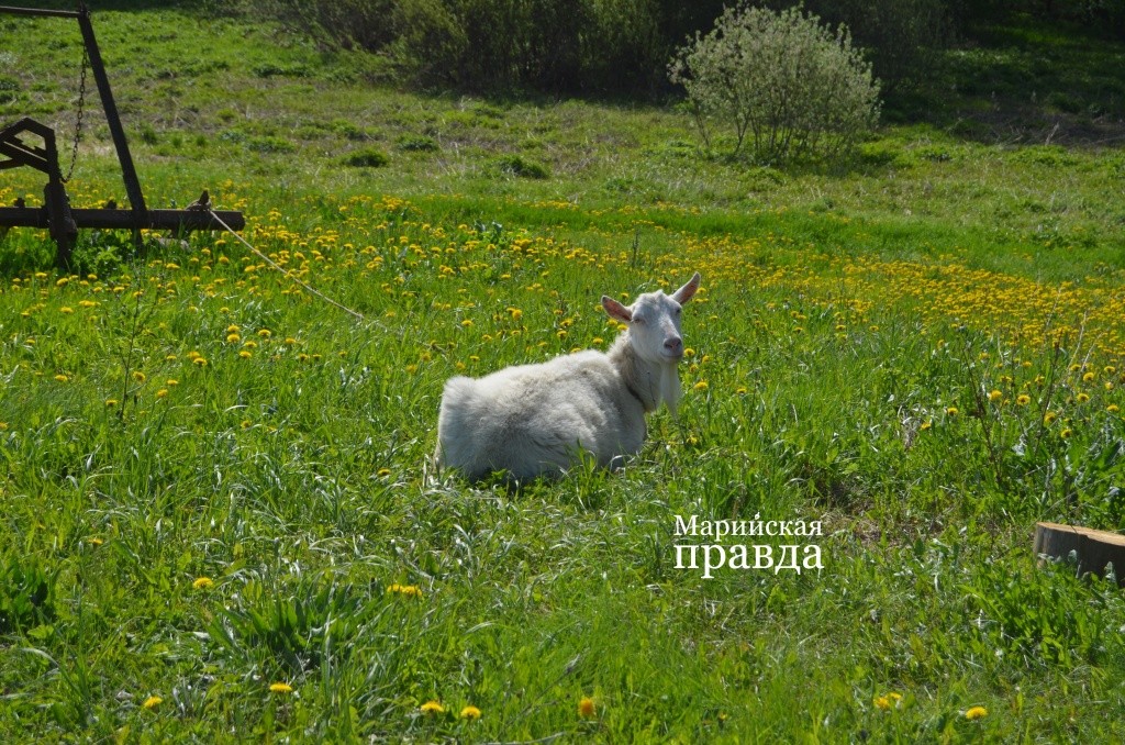 Коза по кличке Коза..jpg