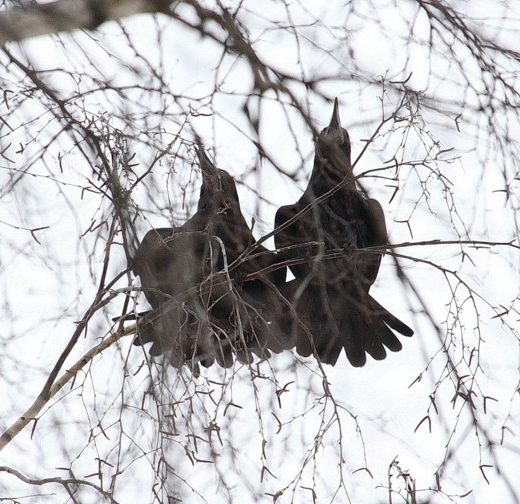 Грачи вернулись в Йошкар-Олу