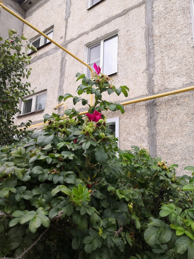 На этом кусте шиповника сошлись сразу два времени года.jpg
