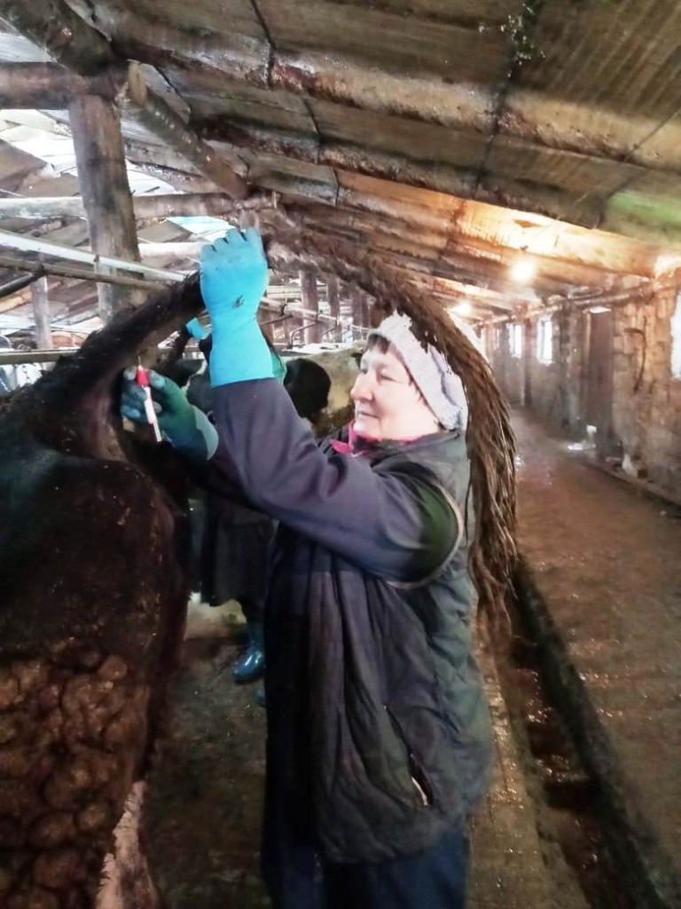 У коров кровь на анализы приходится брать с подхвостовой вены.jpg