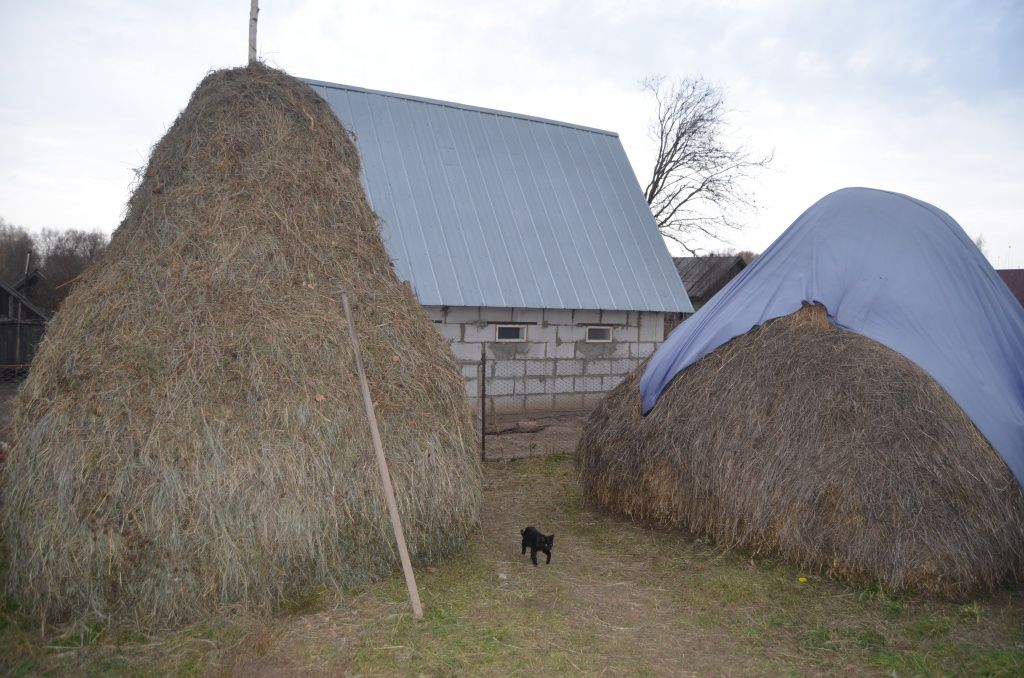 Сено Черновы готовят самостоятельно.JPG