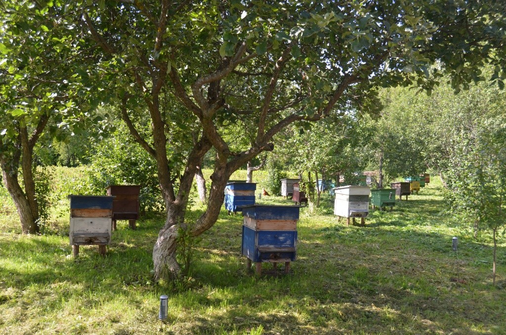 Чтобы пчелам было легче ориентироваться в поисках своего жилья, ульи окрашены в разные цвета.JPG