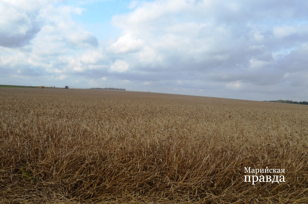 Отличное пшеничное поле с урожайностью порядка 35 центнеров с гектара1.jpg