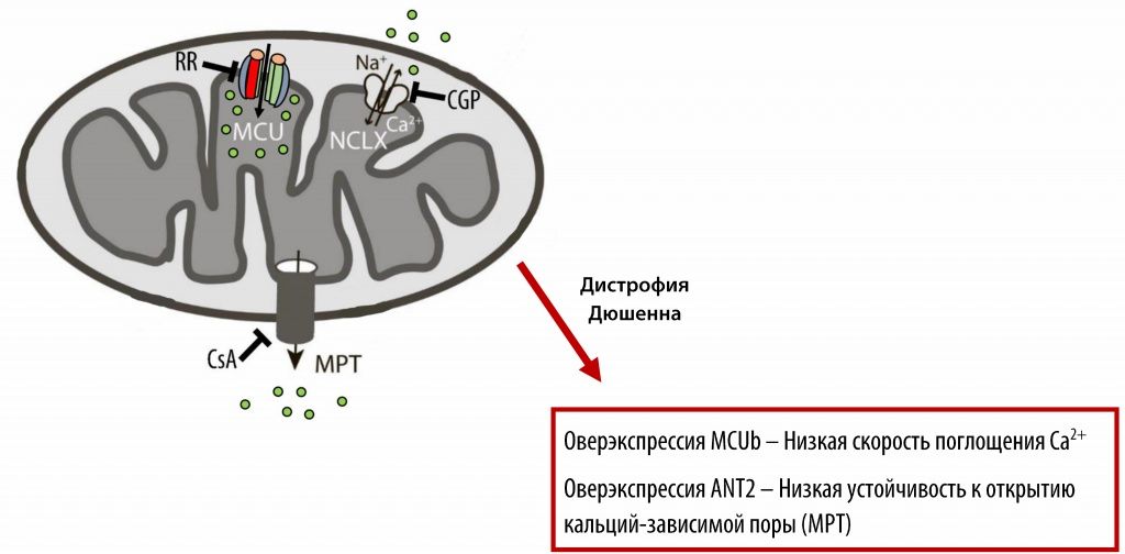 Graphical-abstract.jpg