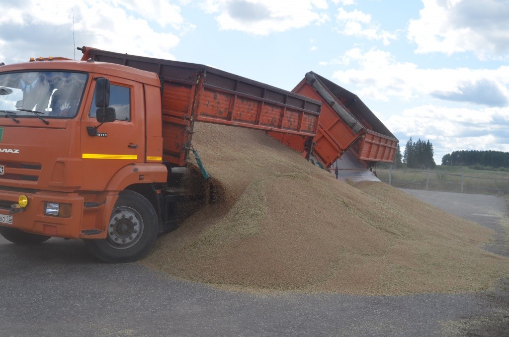 Первые 25 тонн яровой пшеницы поступили на зерноток.JPG