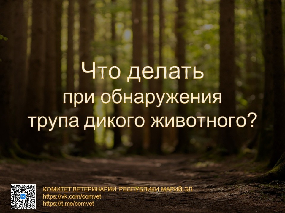 ачс1.jpg ачс1.jpg