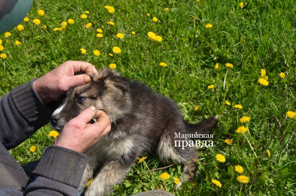 Бим - верный соратник Михаила..jpg