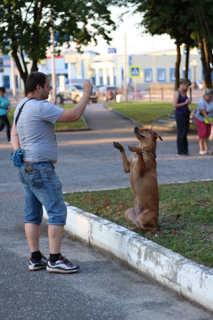 тренировка